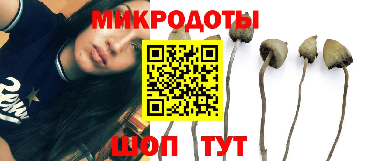 Галлюциногенные грибы Psilocybe Владикавказ